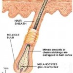 hair follicle cross section