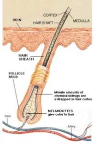 hair follicle cross section