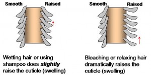 how bleaching hair impacts the hair cuticle